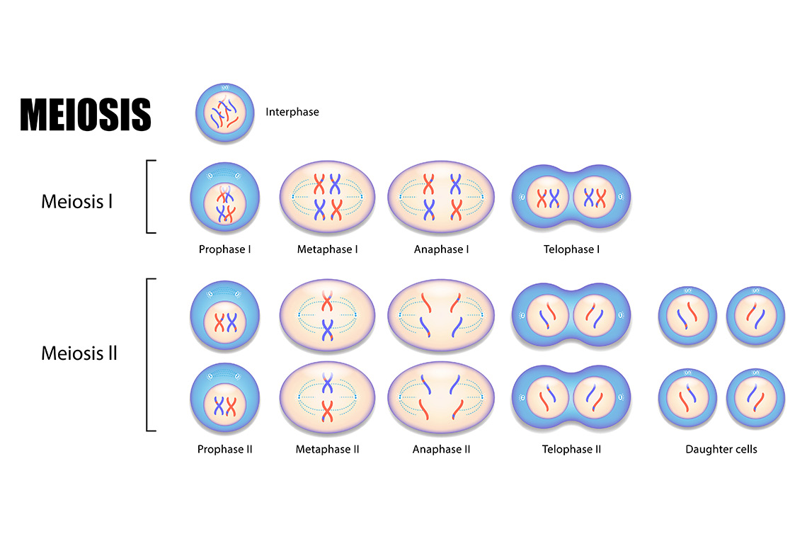 Meiose e a Variabilidade Genética