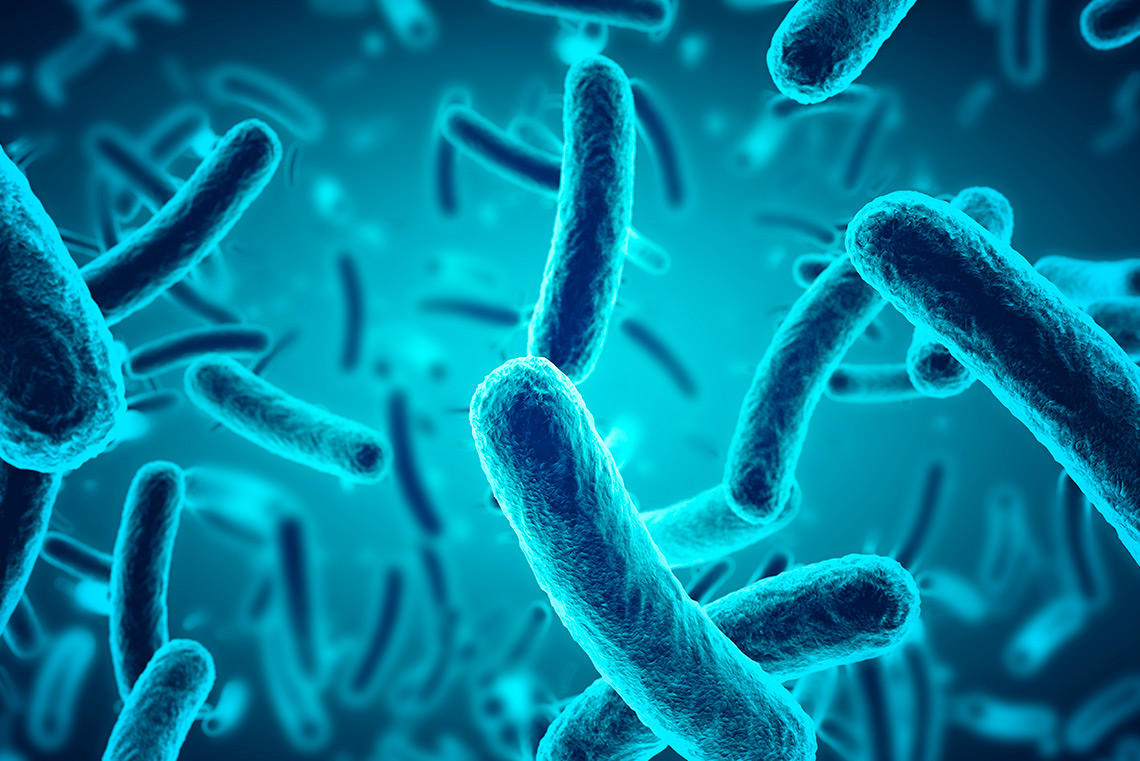 Reino Monera: características das bactérias